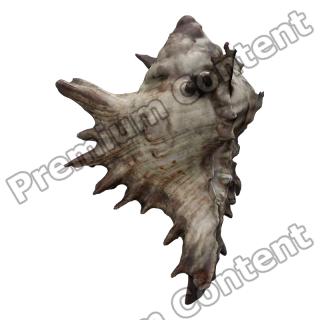Sea Shell Base 3D Scan #3